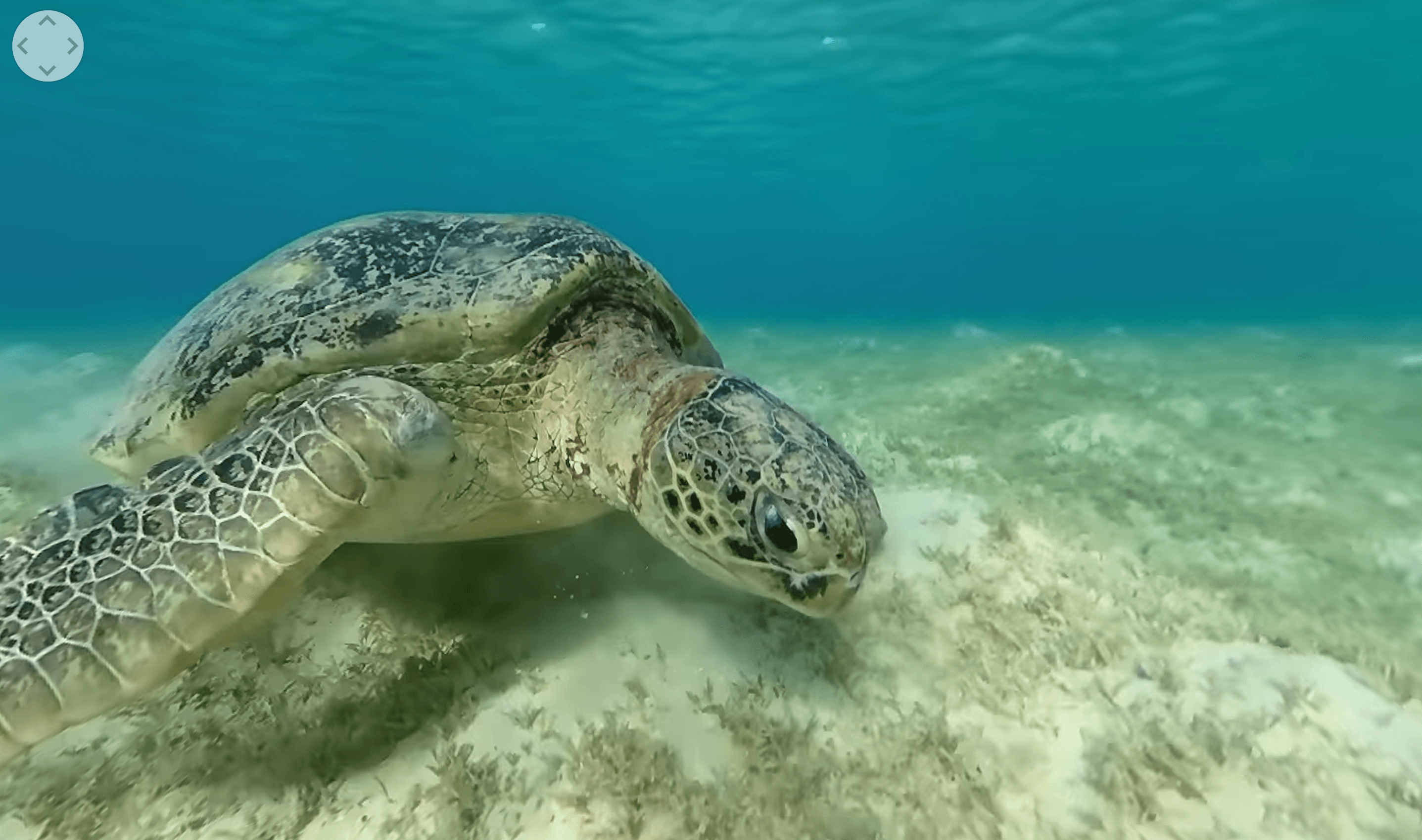 Underwater Life, Marsa Alam, Egypt.